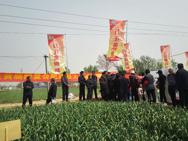 培肥養地奪高產 不妨試試黃腐酸 ——91视频观看网站新肥科技有限公司河南睢縣大蒜觀摩會